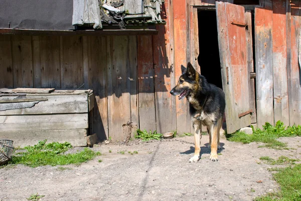 Kutya-ra egy lánc-falu — Stock Fotó