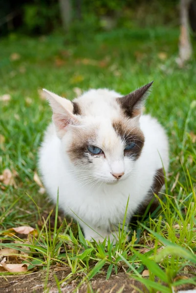 Retrato de un hermoso gatito de ojos azules —  Fotos de Stock