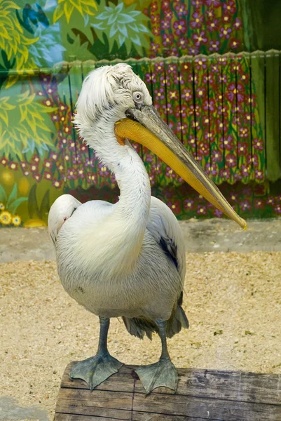 Пелікан кучерявий в зоопарку — стокове фото