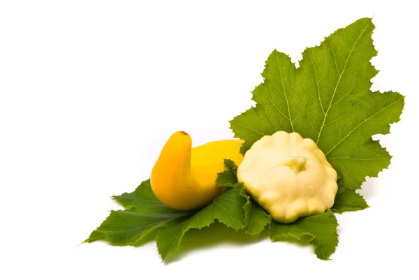 stock image Squashes and green leaves