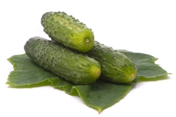 Fresh cucumbers with leaf. — Stock Photo, Image