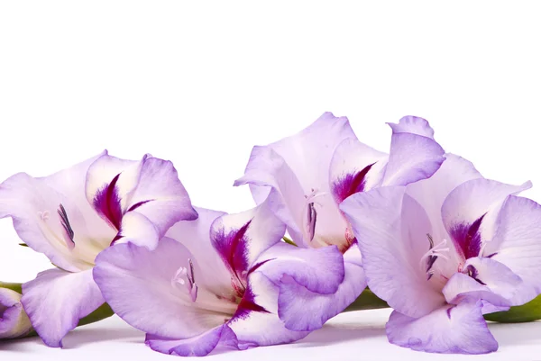 Beautiful Gladiolus. Macro. — Stock Photo, Image