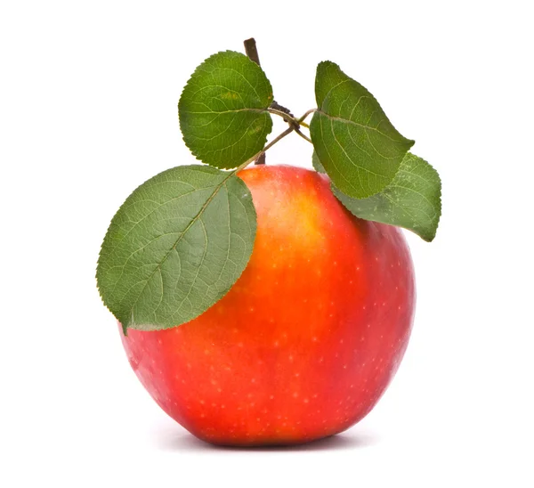 Kırmızı taze elma ile yaprakları — Stok fotoğraf
