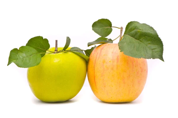 Taze elma yeşil ve sarı — Stok fotoğraf