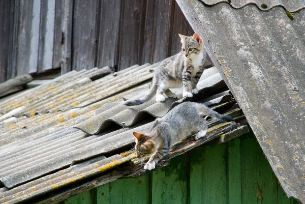 Deux petits chatons sur un toit — Photo