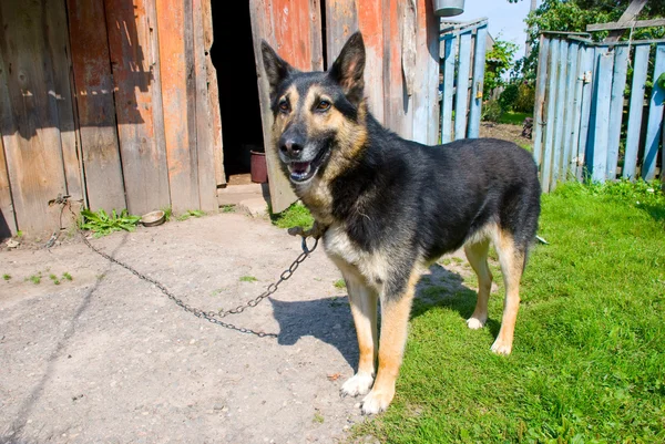 Hond aan een ketting in dorp — Stockfoto