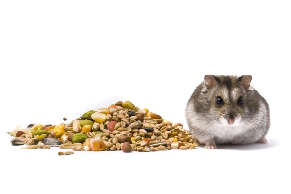 Resurs av hamster — Stockfoto