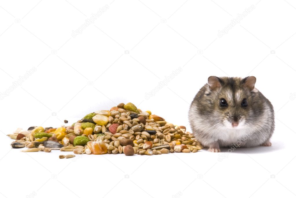 Resource of hamster