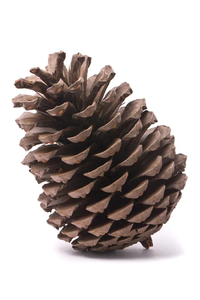 Vista frontal de un cono de pino —  Fotos de Stock