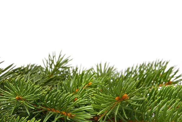 Close-up van dennenboom tak — Stockfoto