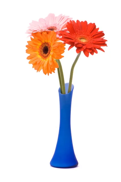 Όμορφη gerber λουλούδια σε μπλε βάζο — Φωτογραφία Αρχείου