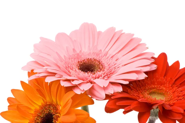 白地に美しいガーバー花 — ストック写真