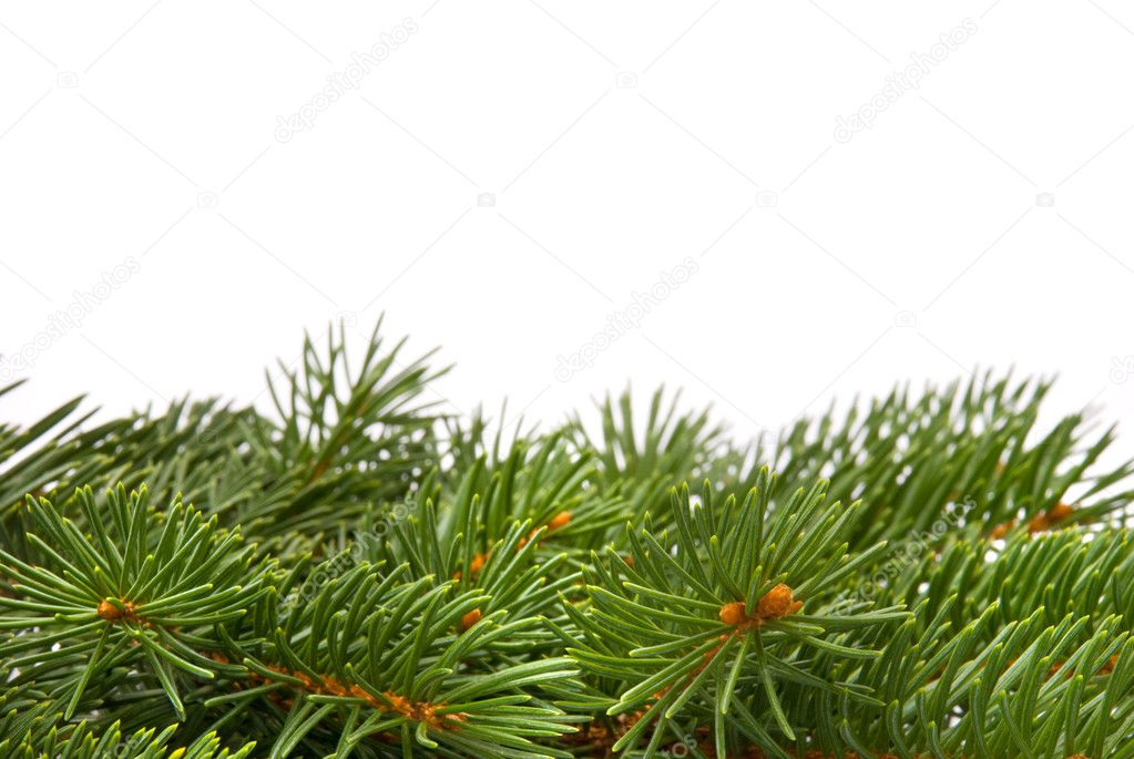 Close up of fir tree branch