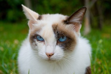 güzel mavi gözlü yavru kedi portresi