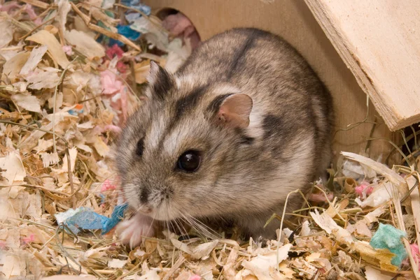 Hamster na casa — Fotografia de Stock