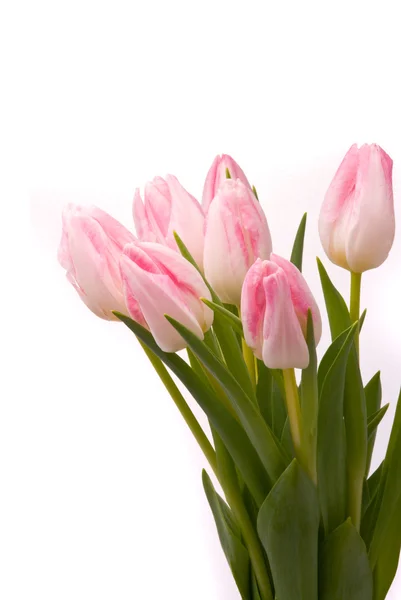 Tulipes roses sur fond blanc — Photo