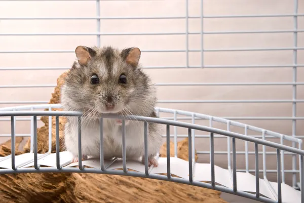 Dvärg hamster söker i kameran — Stockfoto