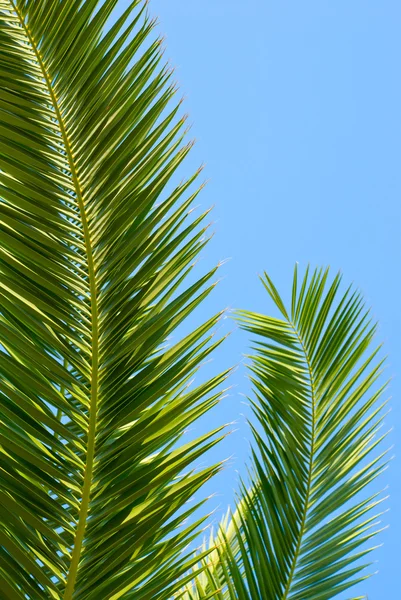 stock image Palm leaves against blue sky