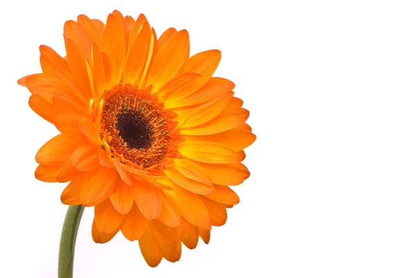 Flor de gerber laranja em branco — Fotografia de Stock