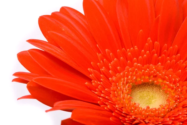 Květina červená gerbera na bílém pozadí — Stock fotografie