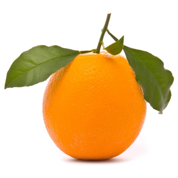 Svěží oranžová izolovaná na bílém — Stock fotografie