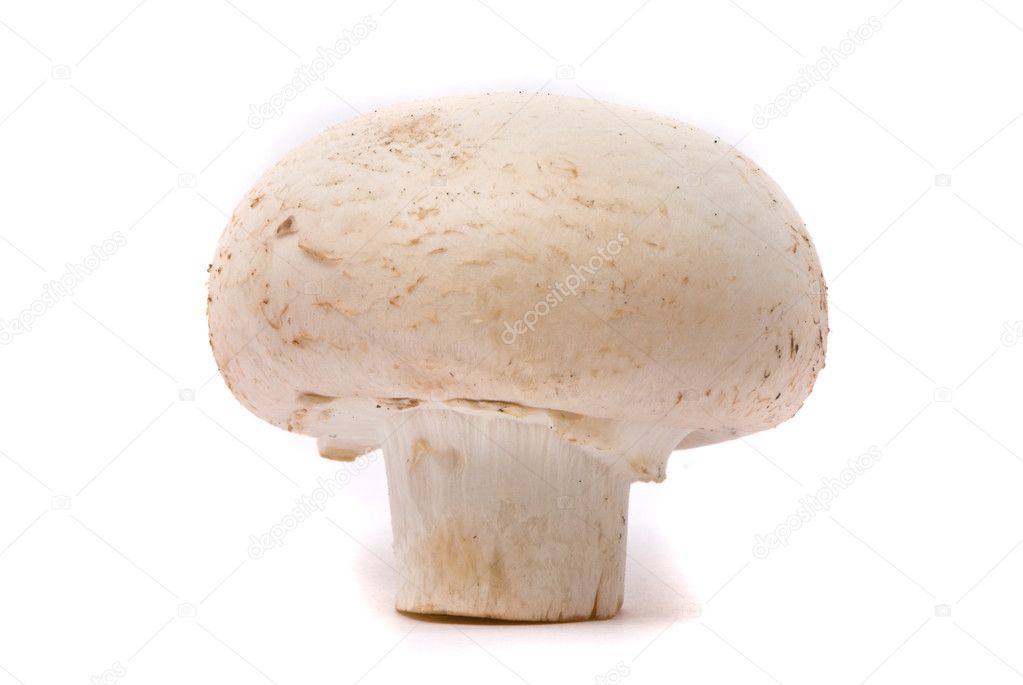 Fresh mushroom isolated on a white