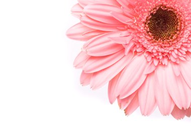 Pink gerbera flower clipart