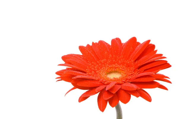 Flor de gerber vermelho com gotas de água — Fotografia de Stock
