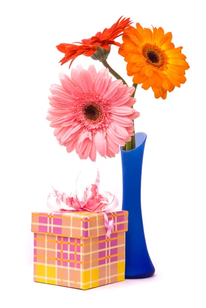 Krásný gerber květy modrá váza — Stock fotografie