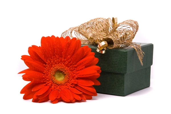 Gerber rojo flor y caja de regalo —  Fotos de Stock