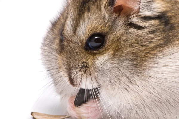 Dwerg hamster zonnebloempitten eten — Stockfoto