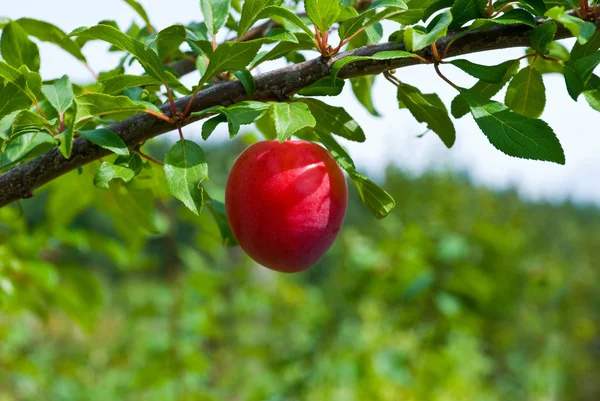 Utmärkt frukterna av plommonträd — Stockfoto