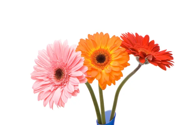 Hermosas flores gerber —  Fotos de Stock