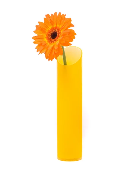 Gerber pomarańczowy kwiat wazon żółty — Zdjęcie stockowe