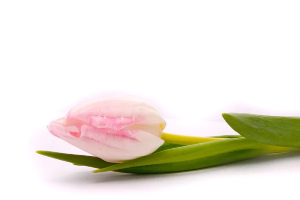 Tulipe rose sur fond blanc — Photo
