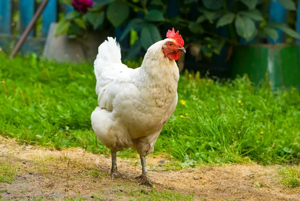 Hen walking on a grass — Stock Photo, Image