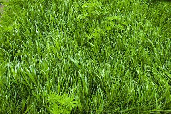 녹색 풀의 배경 — 스톡 사진