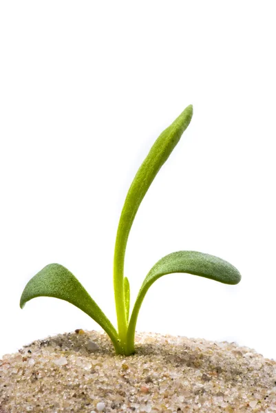 Small plant in sand — Stock Photo, Image