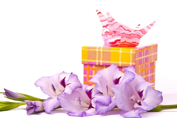 Schöne Gladiolen und Geschenkbox. — Stockfoto