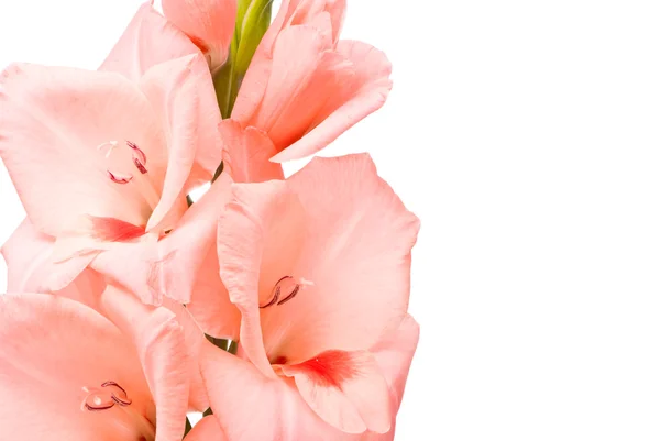 Lindo Gladiolus. Macro . — Fotografia de Stock