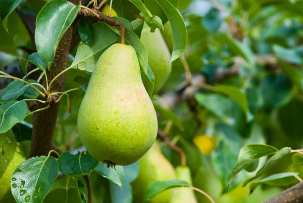 树上的多汁梨 — 图库照片