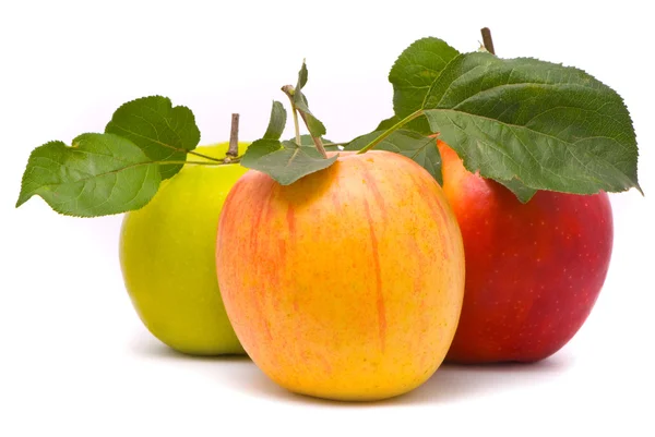 Manzanas frescas rojas, amarillas y verdes —  Fotos de Stock