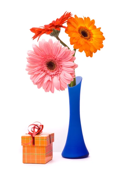 蓝色花瓶里的美丽格柏鲜花 — 图库照片