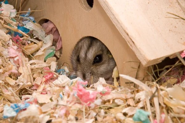 Hamster im Haus — Stockfoto