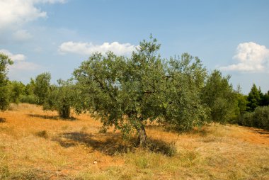 Yunan olive grove