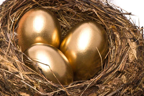 Altın yumurta yuva — Stok fotoğraf