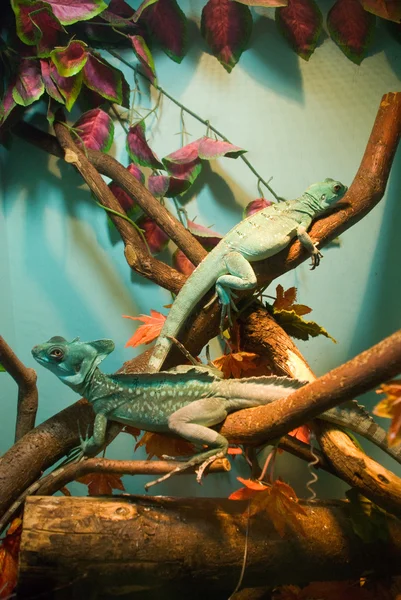 Lizard in the terrarium — Stock Photo, Image