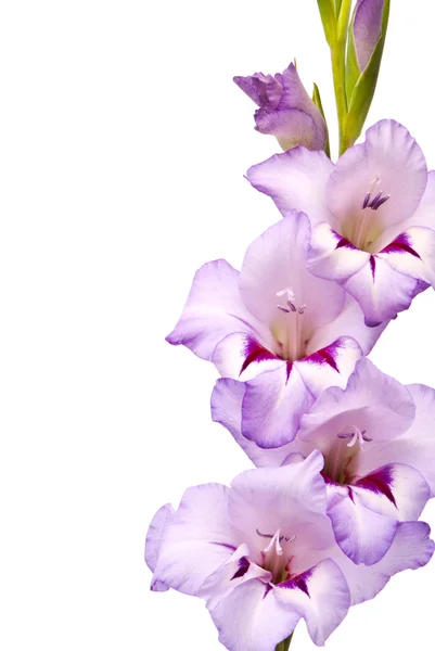 Beautiful Gladiolus. Macro — Stock Photo, Image