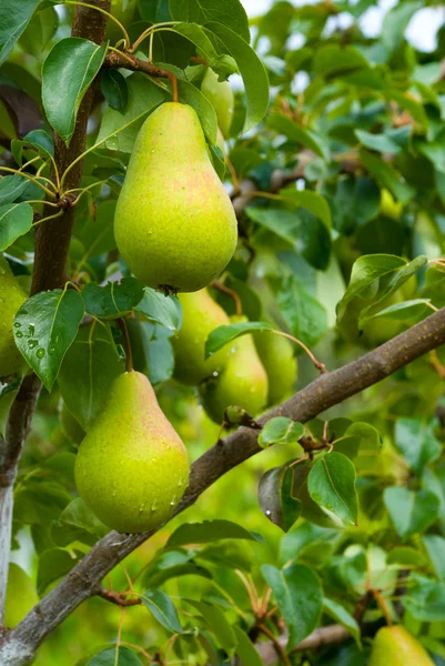 Peras jugosas en el árbol —  Fotos de Stock