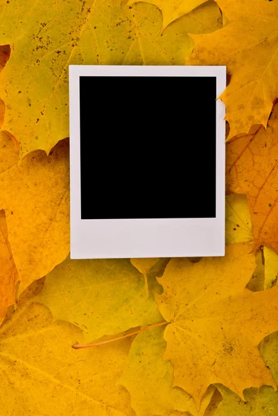 Lege kaart op de esdoorn bladeren — Stockfoto